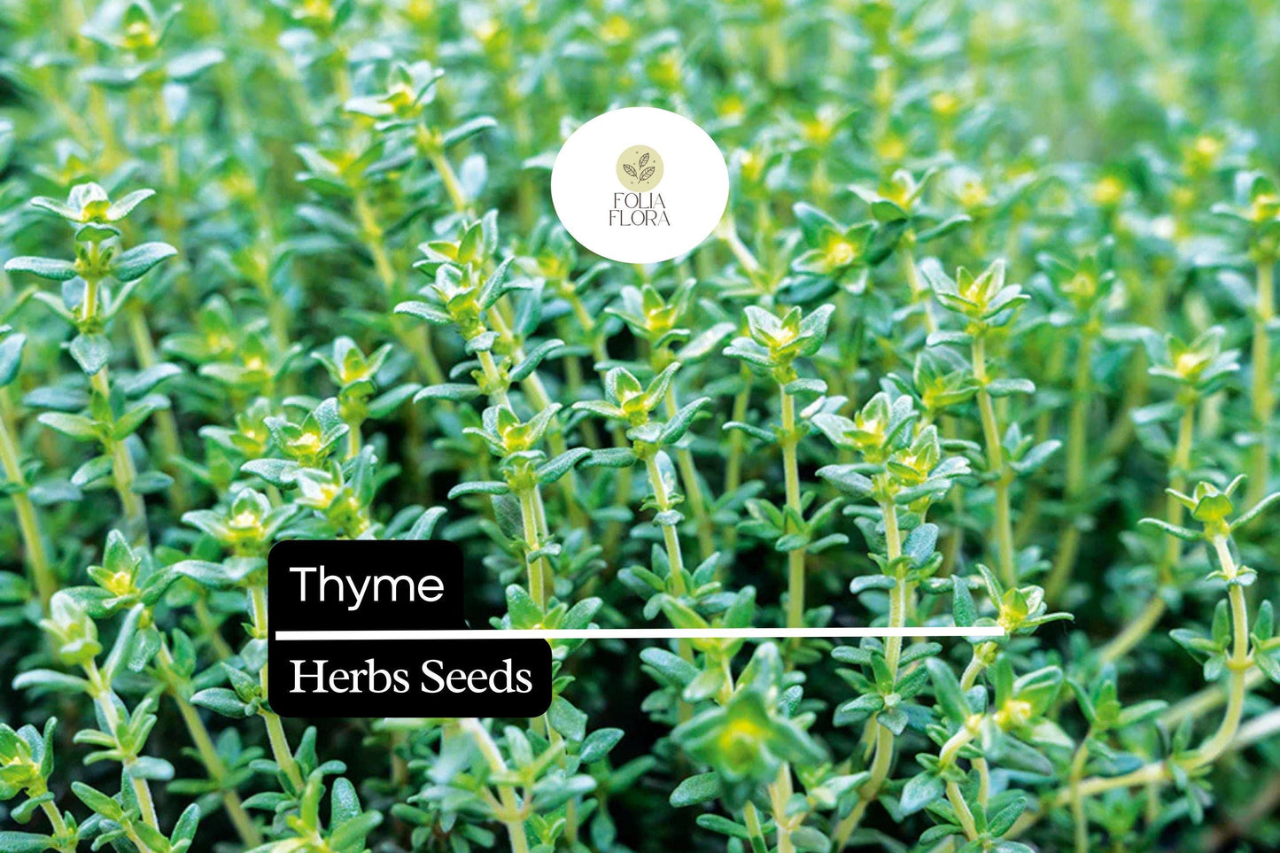 1100 Seeds Thyme (Thymus vulgaris) – Culinary Herb for Cooking, Seasoning, and Pollinator-Friendly Gardens