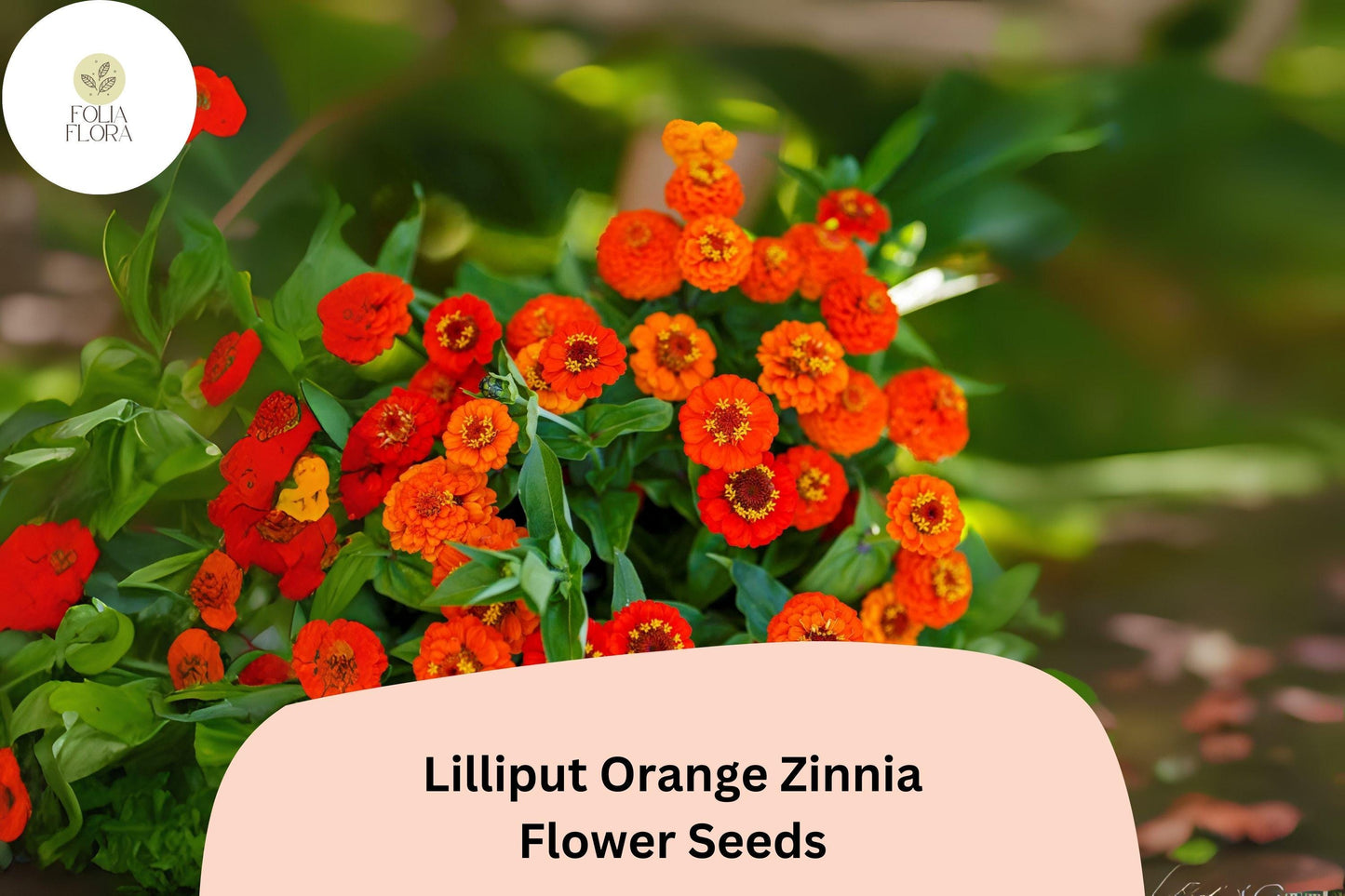100+ Lilliput Orange Zinnia Seeds – Mini Pompon Blooms for Borders, Edging & Summer Gardens