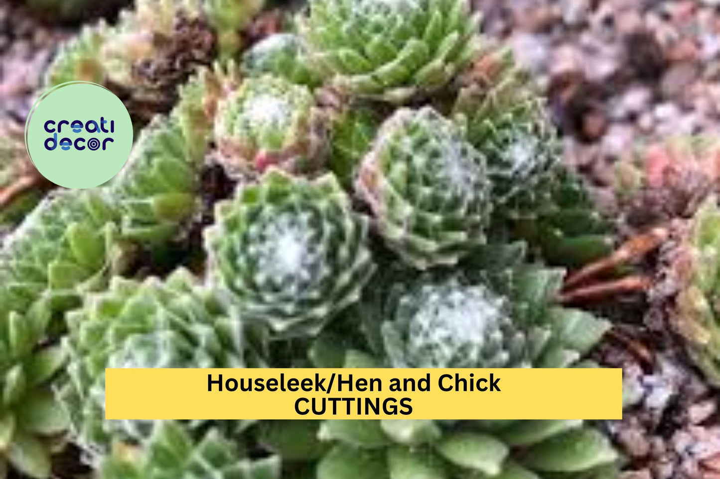 SALE! 10 Baby Sempervivum | 10 Mixed Varieties Hens & Chicks | Hardy Live Succulents | +/- 1” Size | Great for Rock Gardens