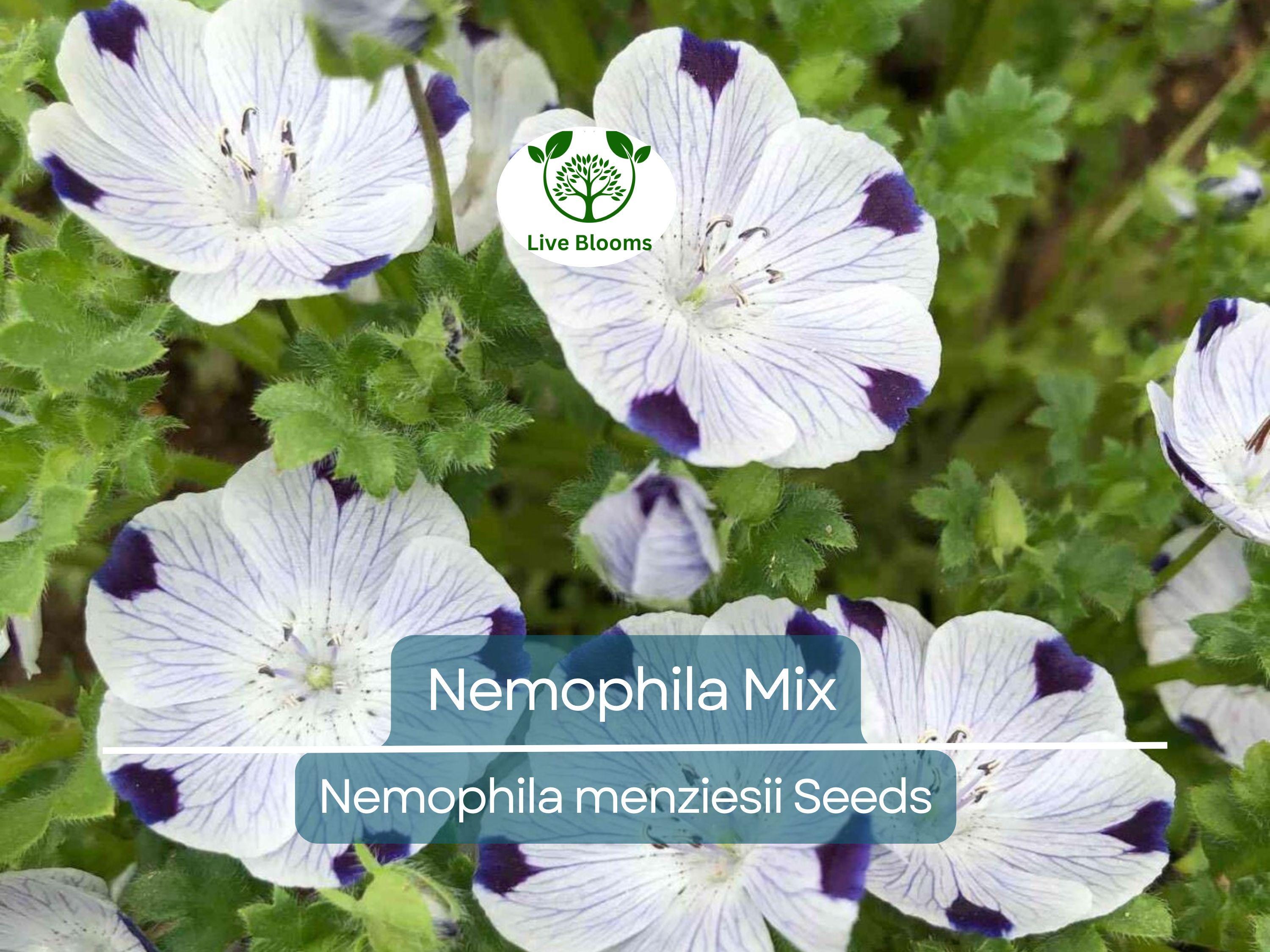 500 Seeds Nemophila Mixed Colors, Non-GMO, Short 4-6" Spring Bloomer, Vibrant Flowers, Easy to Grow, Pollinator-Friendly, Garden, Annual