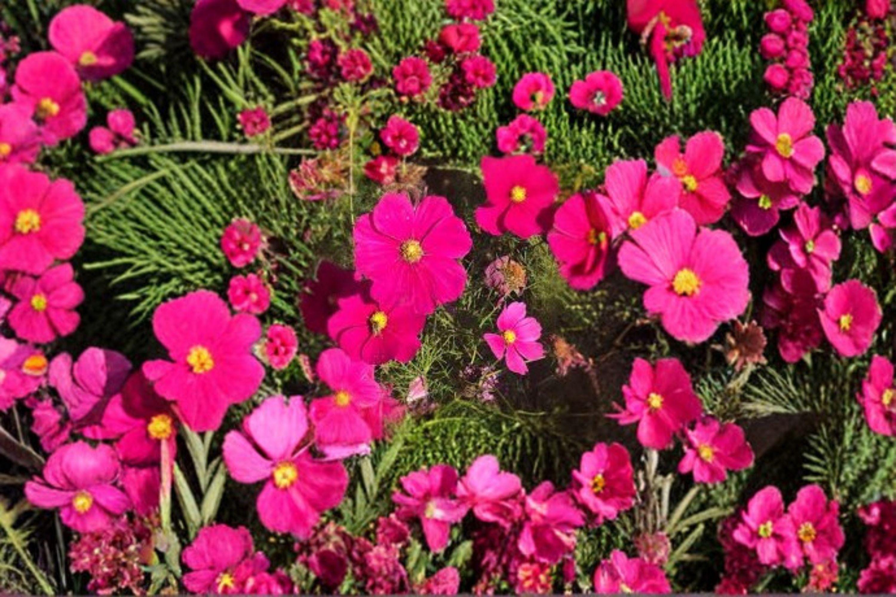 Cosmos – Dazzler 100 Seeds | Brilliant Crimson Blooms | Classic Heirloom Cosmos | Easy & Fast Growing