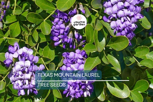 5 Texas Mountain Laurel Tree Seeds (Sophora secundiflora) – Fragrant Purple Blooms, Drought Hardy