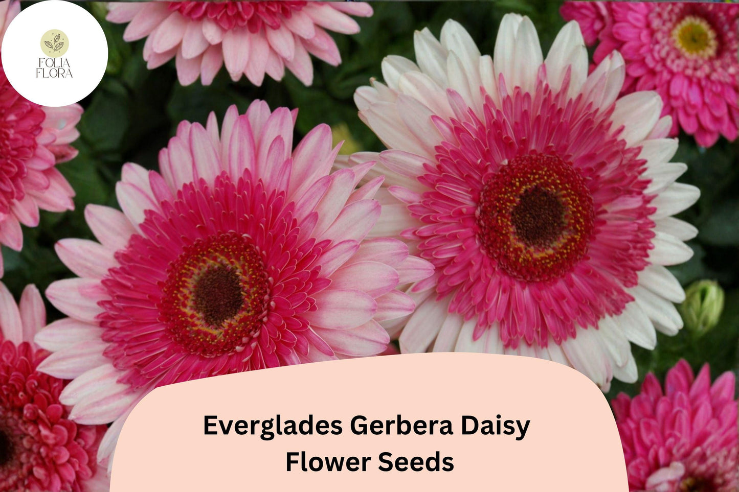 200+ Everglades Gerbera Daisy Seeds | Bright Garden Flowers | Large Colorful Blooms for Pots & Borders