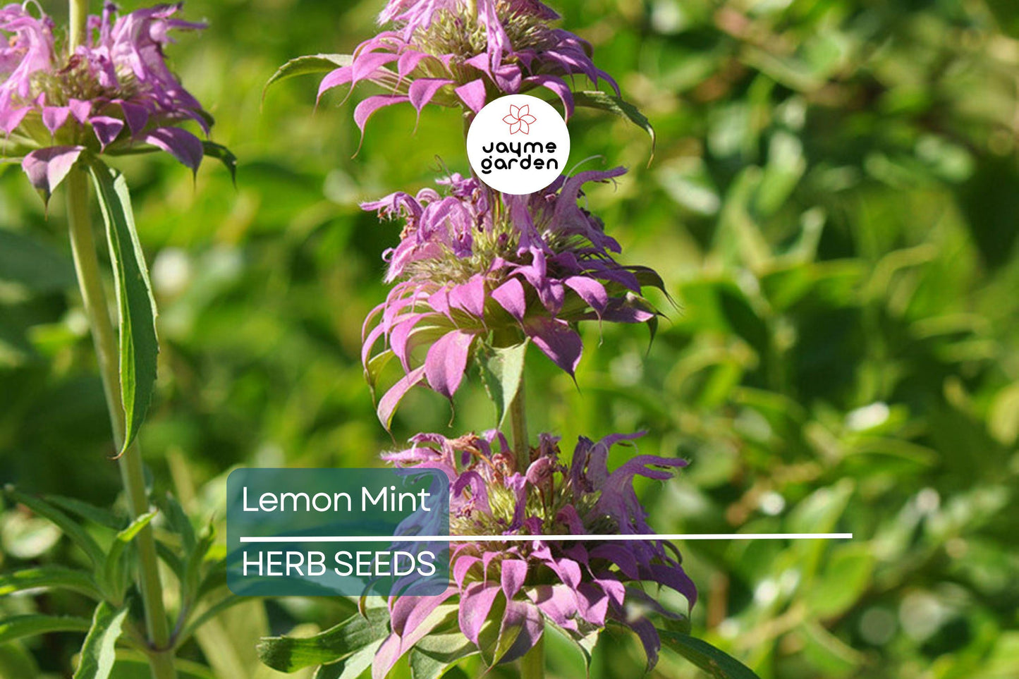 1,000 Lemon Mint Seeds – Non-GMO Culinary Herb, Edible Flowers, Free Shipping, USA Seller