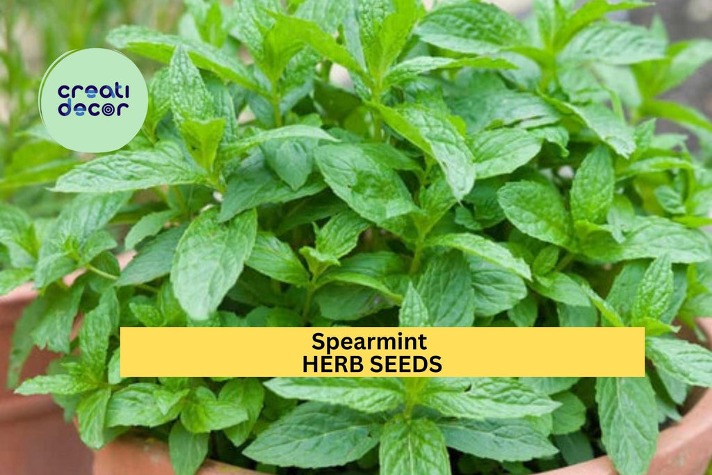 3pcs of 30mg Spearmint Herb Seeds – Fragrant Culinary & Medicinal Mint for Garden, Tea, and Containers – Seeds for Planting