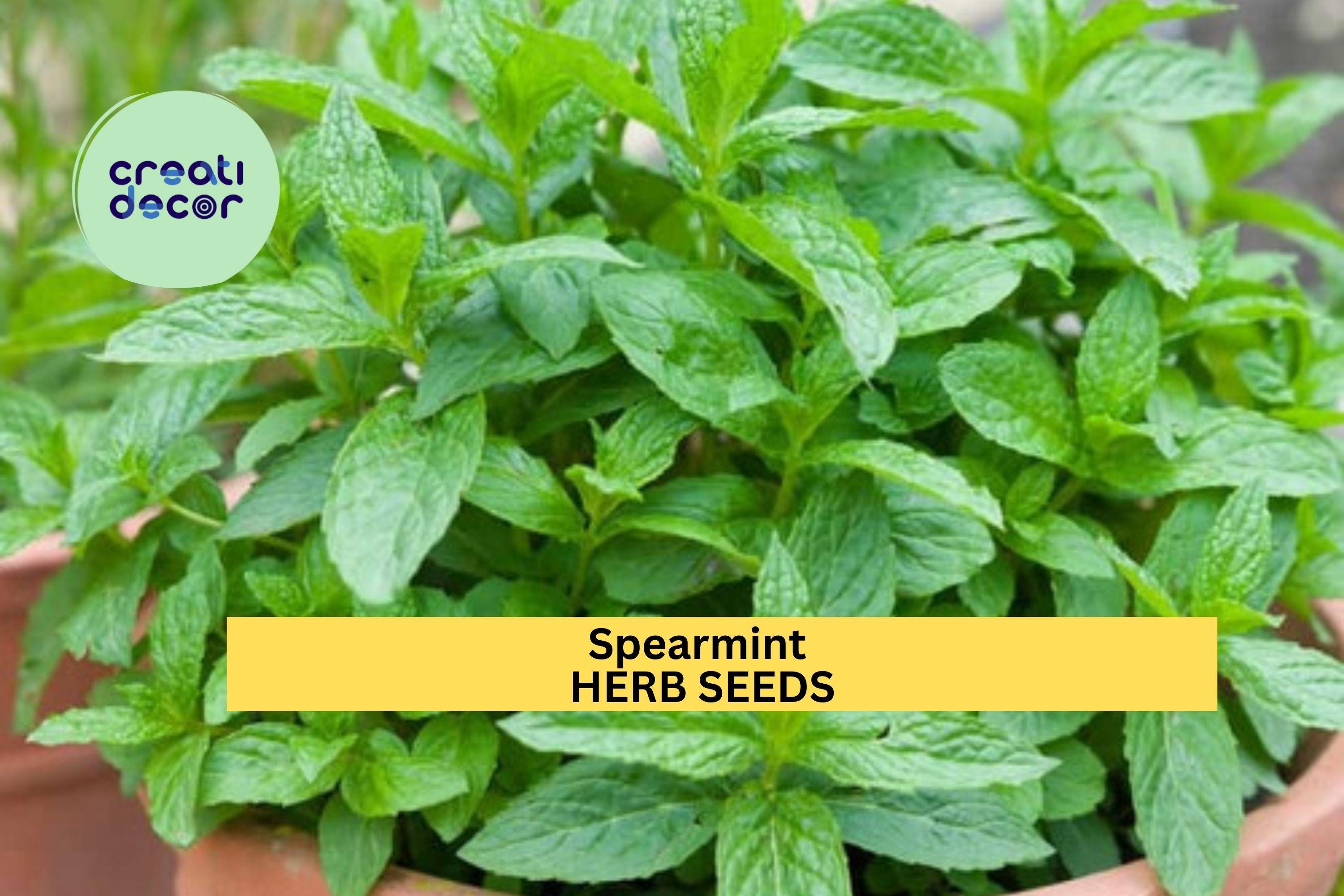 3pcs of 30mg Spearmint Herb Seeds – Fragrant Culinary & Medicinal Mint for Garden, Tea, and Containers – Seeds for Planting