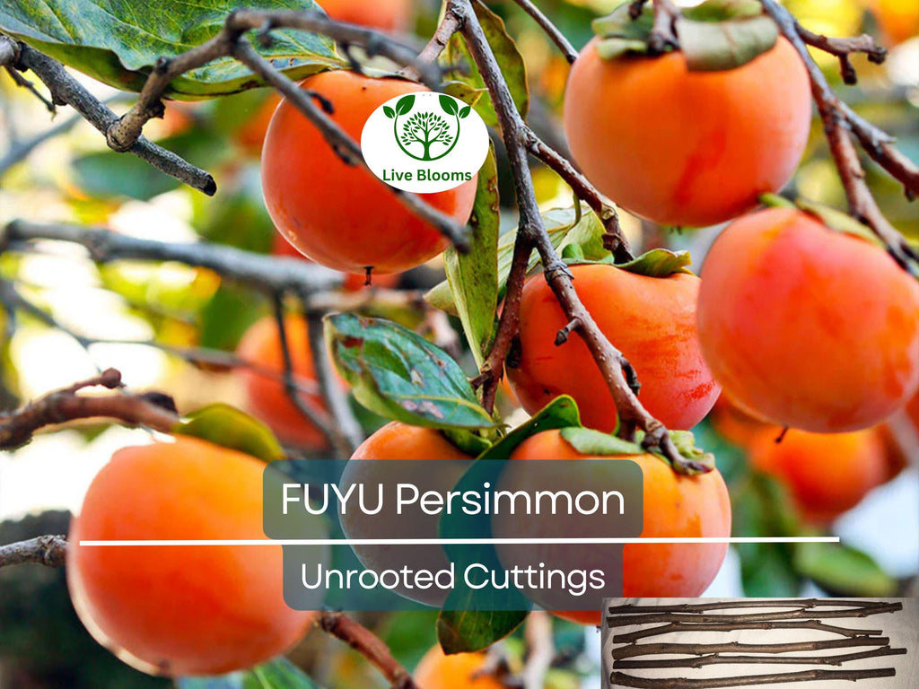 5 Unrooted Cutting 6-8" FUYU Persimmon Tree (Diospyros kaki) for Grafting – Fruit Tree Propagation