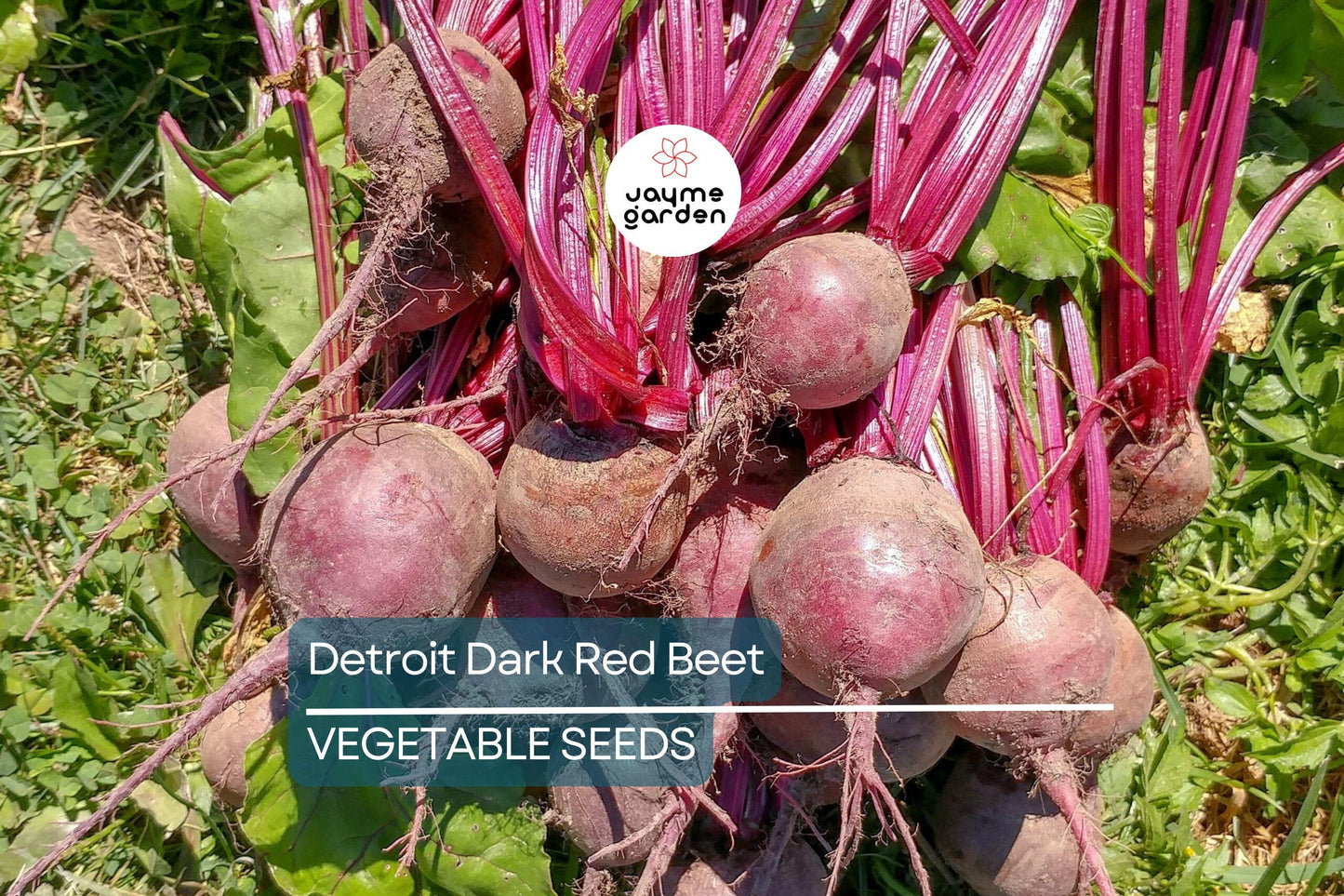 250 Detroit Dark Red Beet Seeds - Non-GMO Heirloom | Sweet & Nutritious Roots and Greens | Full Sun | Free Shipping