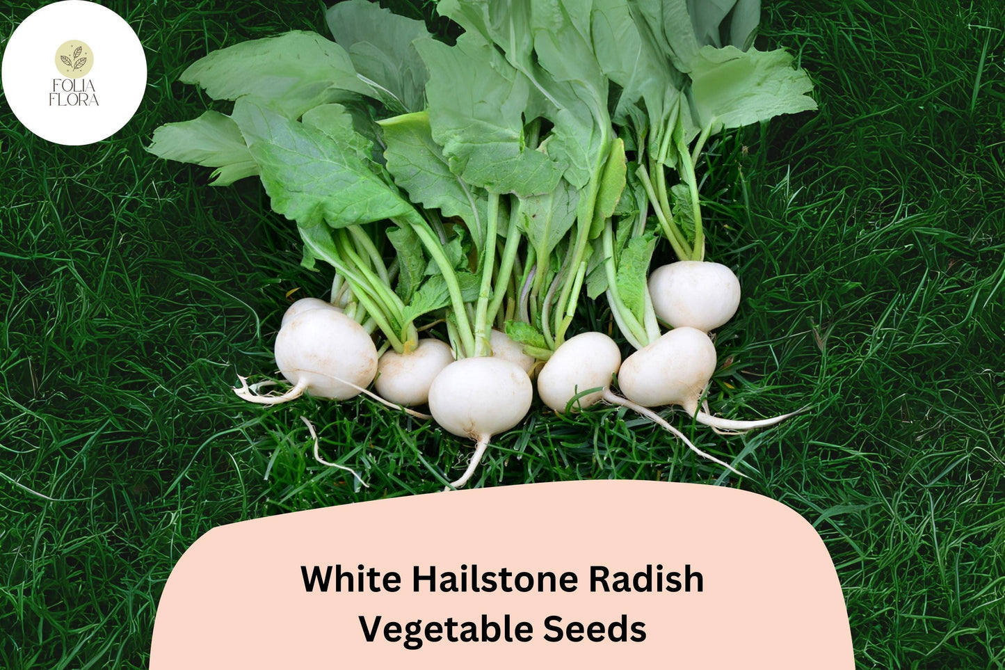 500+ White Hailstone Radish Seeds – Heirloom Round White Radish for Garden Planting