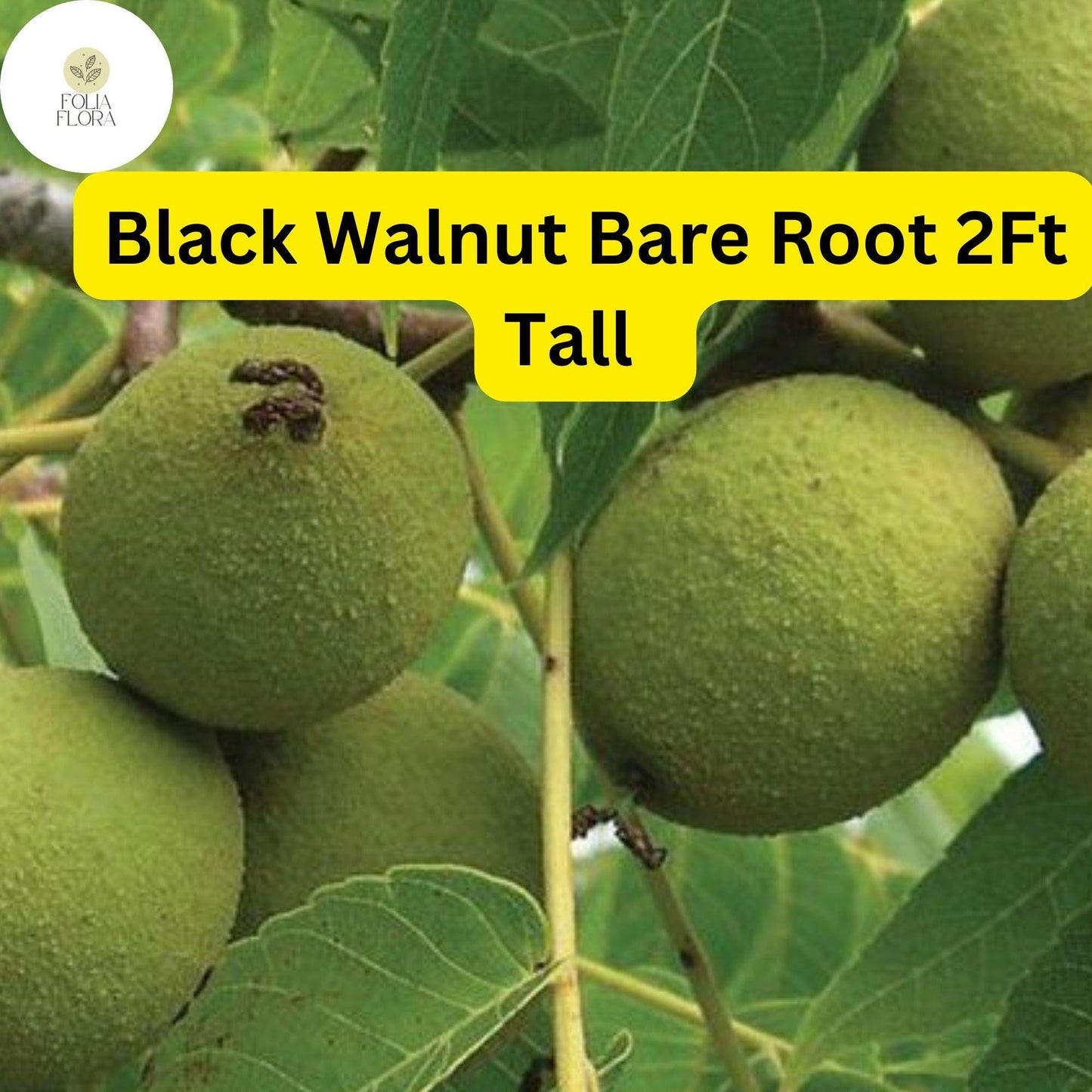 2 Black Walnut Trees Bare Root Live Plants, 2ft Tall, Juglans nigra, Nut-Producing Shade Trees