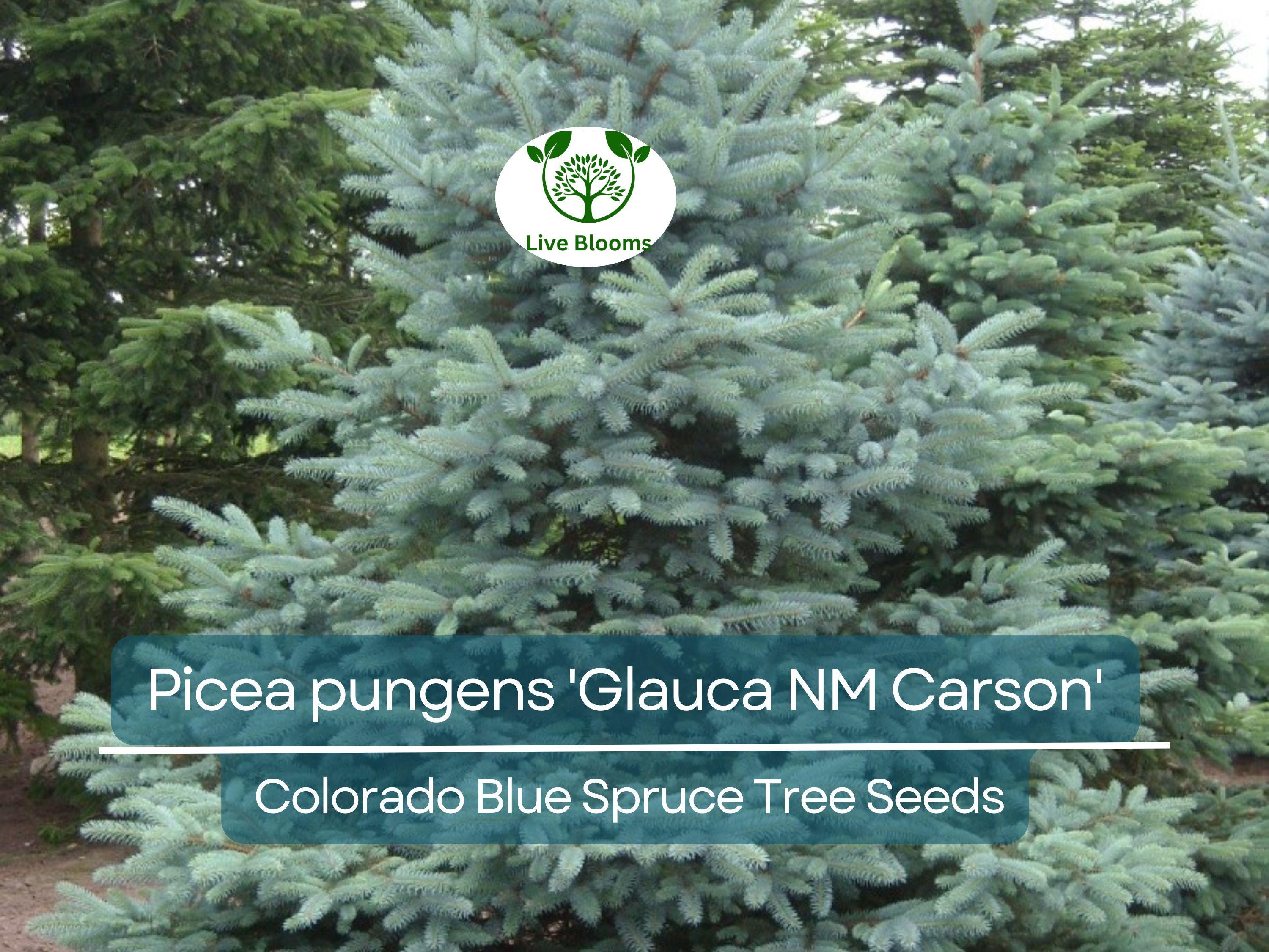 50 Seeds Picea pungens 'Glauca NM Carson' (Colorado Blue Spruce) for Planting | Ornamental Evergreen Tree for Landscaping