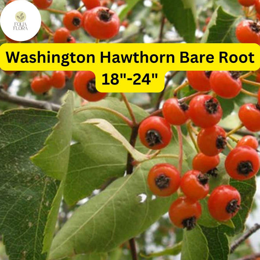 1 Washington Hawthorn Tree (Crataegus phaenopyrum) Live Bare Root Plant 18"-24"