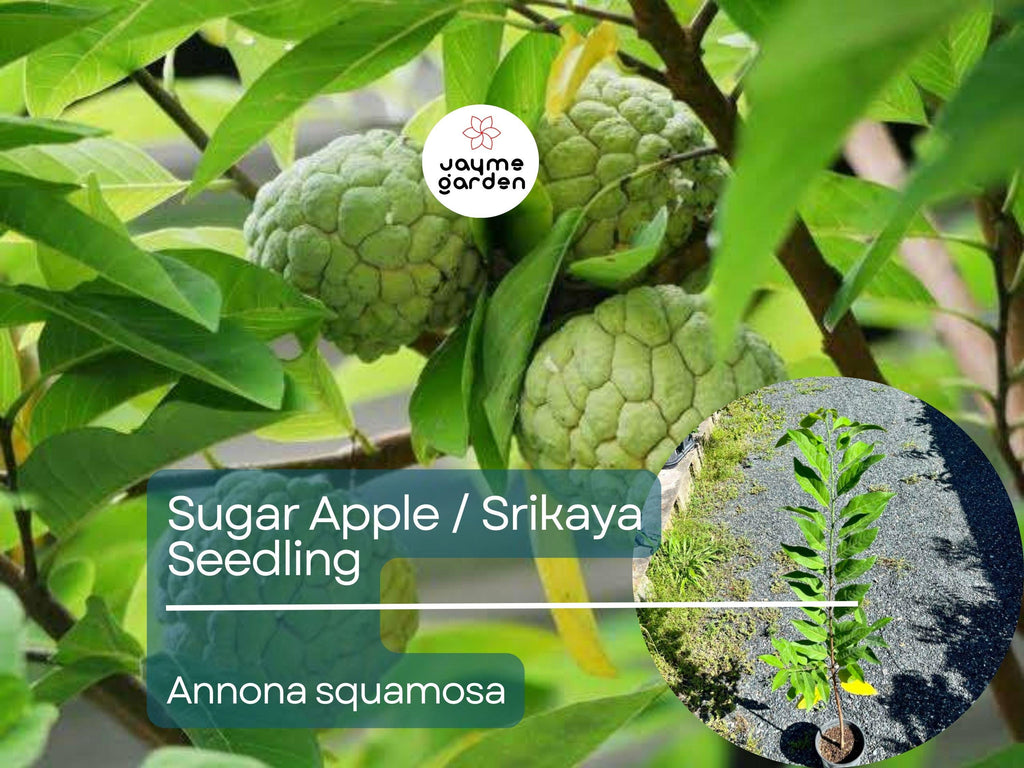 Sugar Apple Starter Plant Seedling (Annona squamosa) - Live Fruit Tree 2-3’ Tall - Srikaya Sweet Tropical Custard Apple for Garden