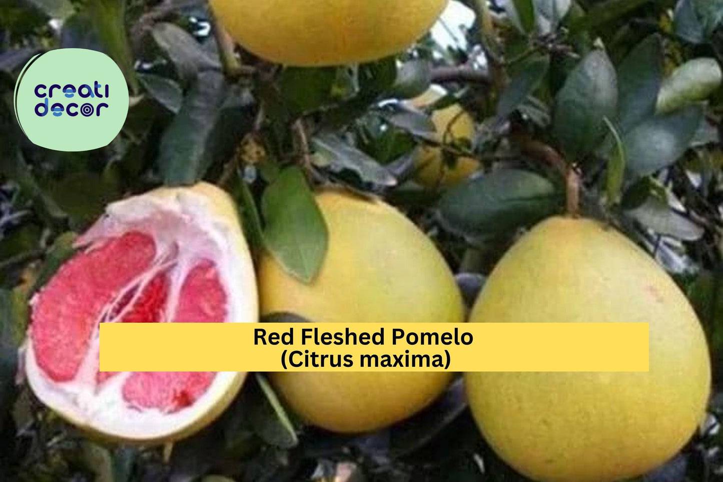 Red Fleshed Pomelo Scion Cuttings 6–8" – Citrus maxima – 3 Grafting Wood Sticks for Rooting or Propagation