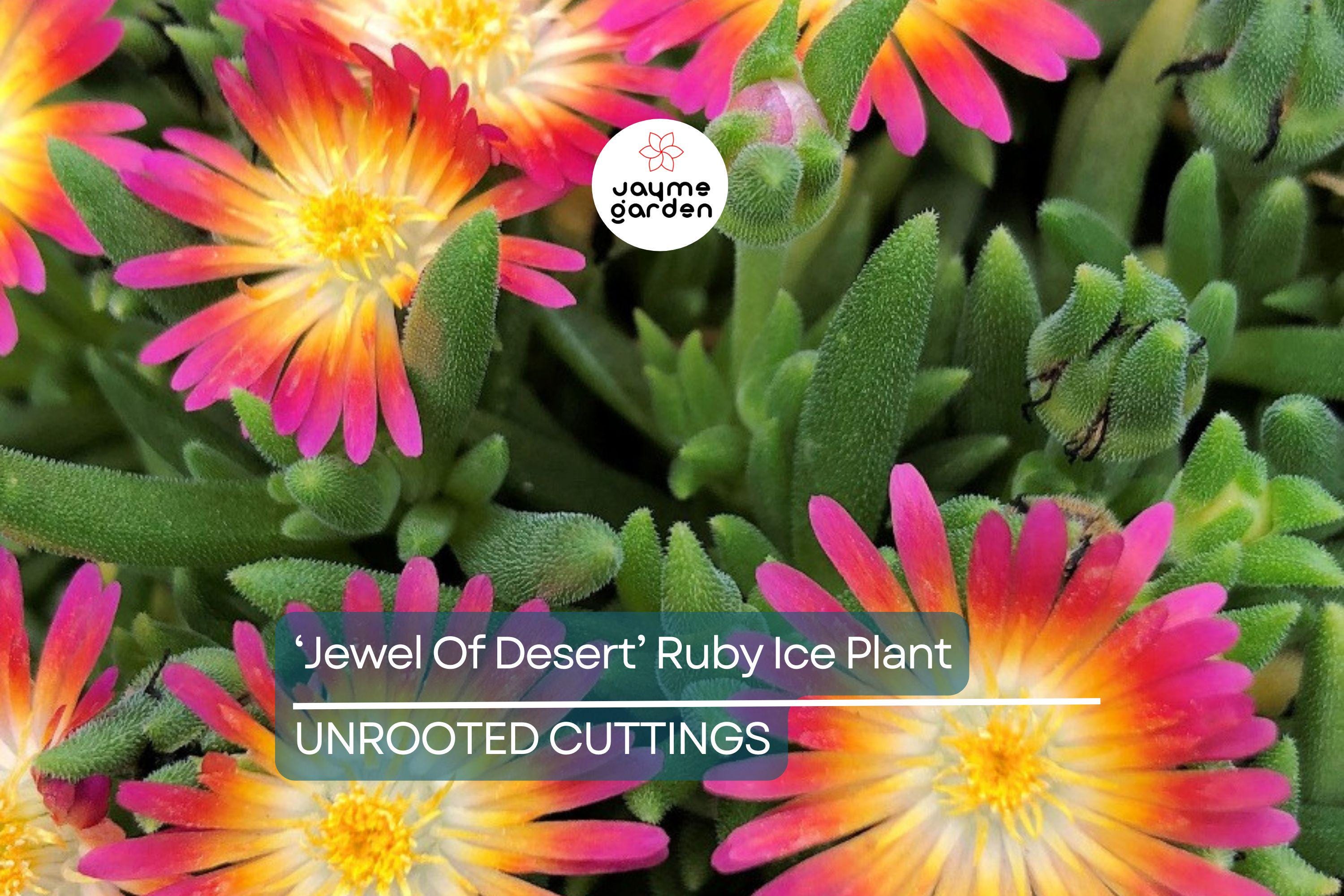 Jewel of Desert Ruby Ice Plant (12 Cuttings) | Delosperma Cooperi | Stunning Succulent Groundcover