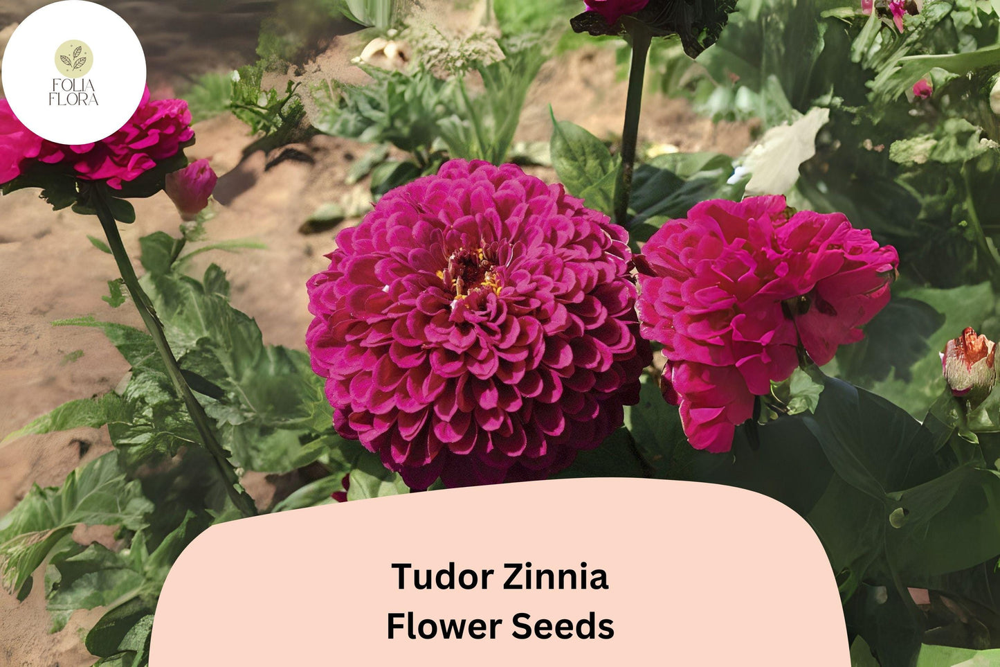 100+ Tudor Zinnia Seeds – Striking Bi-Color Annual Flowers for Garden Planting, Borders & Cut Flower Bouquets