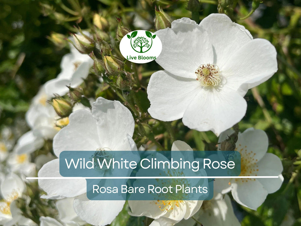 1 Wild White Climbing Rose – Live Hardy Bare Root Plant 6–10” – All Natural, Easy-Care Rose for Trellis, Fence, or Garden