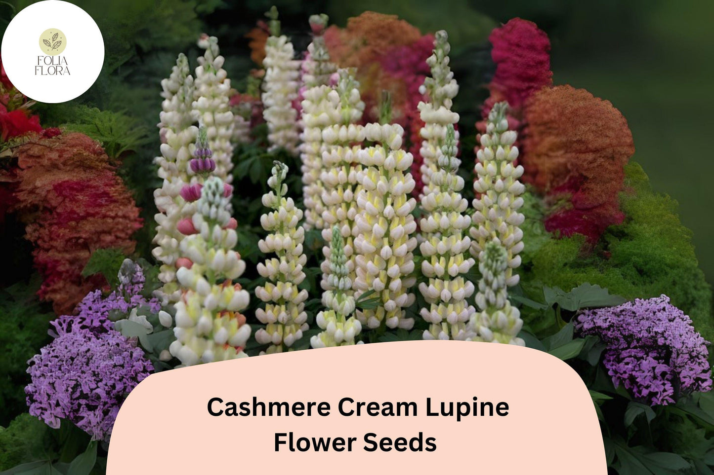 Lupinus ‘Cashmere Cream’ Lupine Seeds – 25+ Elegant Creamy White Blooms for Gardens & Pollinators