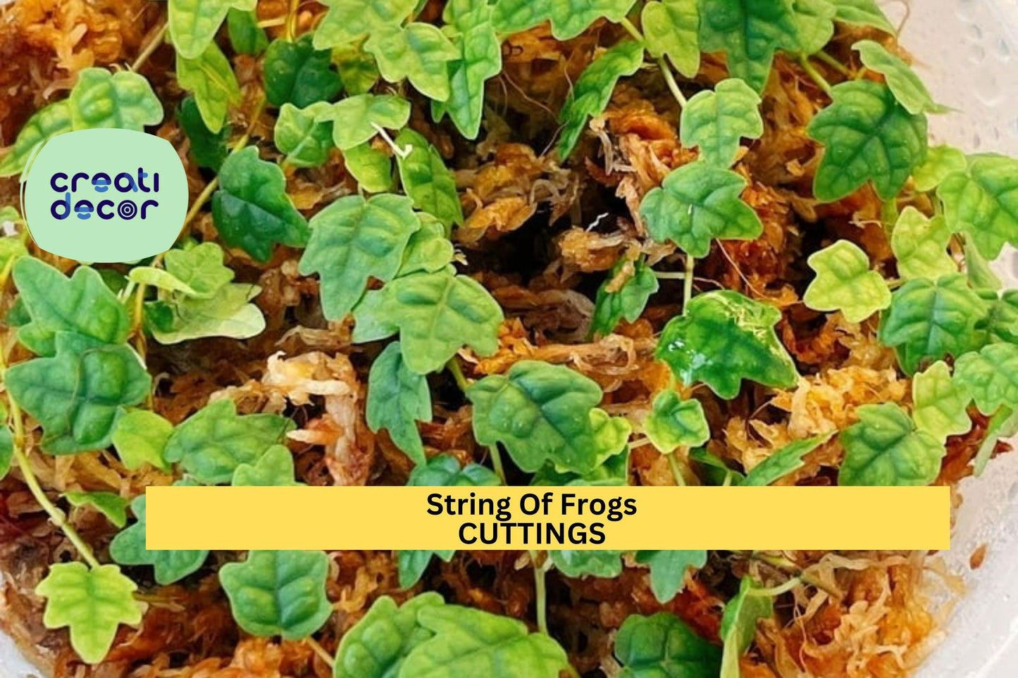 1 String of Frogs Cutting in Moss Propagation Cup – Trailing Vine Starter | Rare Houseplant for Terrariums, Hanging Pots, or Collectors