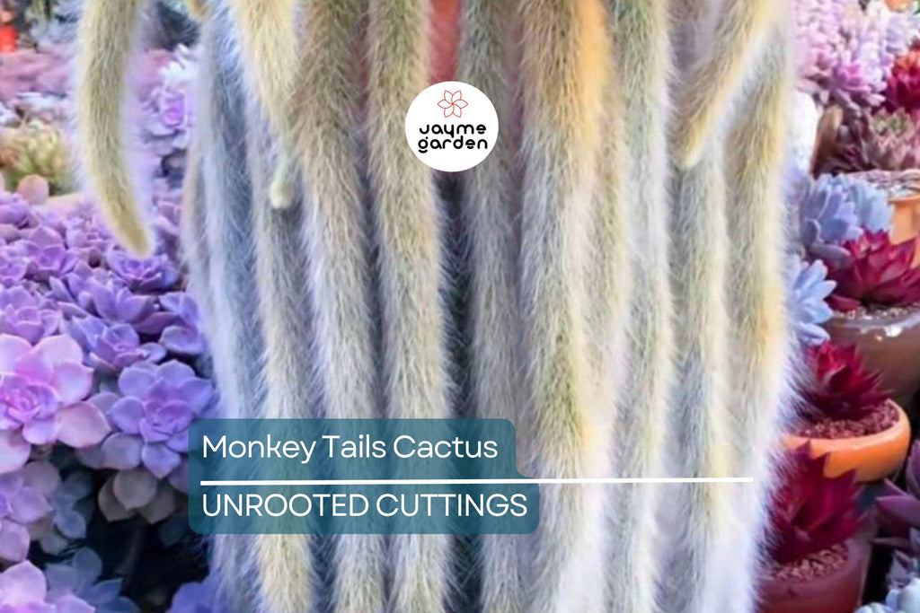 Monkey Tails Cactus 5” Top Cutting – Unique and Rare Cactus for Your Collection