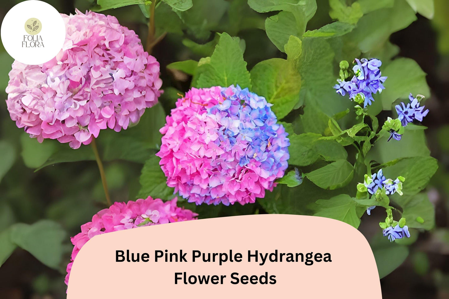 25 Blue Pink Purple Hydrangea Seeds | Mixed Color Blooms | Ornamental Shrub | Garden or Pot Plant | Long-Lasting Flower Show
