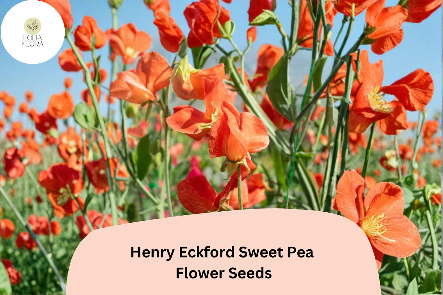 50+ Henry Eckford Sweet Pea Seeds | Fragrant Orange Salmon Flower for Garden Trellis & Cut Flowers