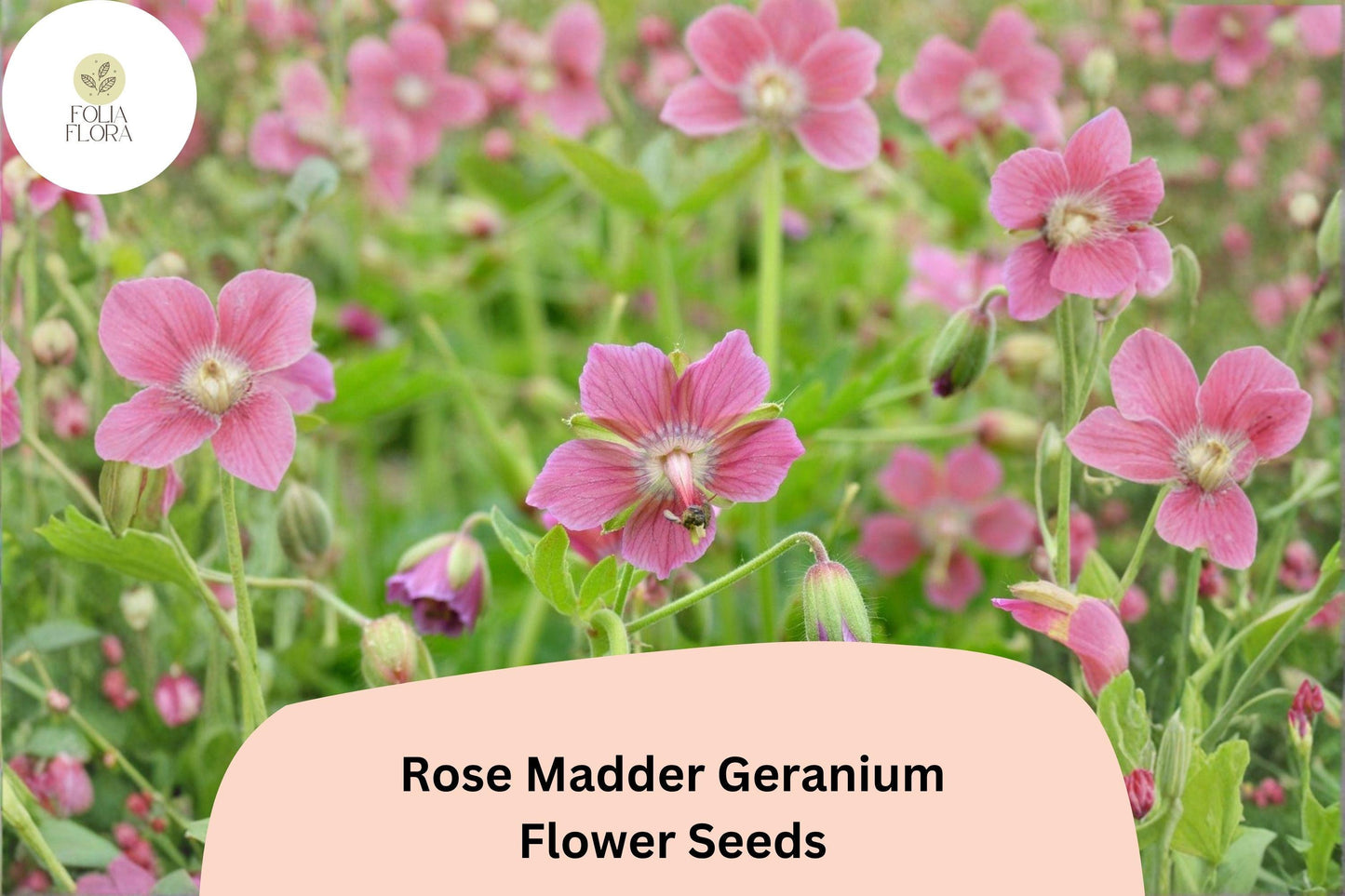 25+ Rose Madder Geranium Seeds | Pink Cranesbill | Geranium sanguineum Rose Madder Seeds for Garden Borders & Containers