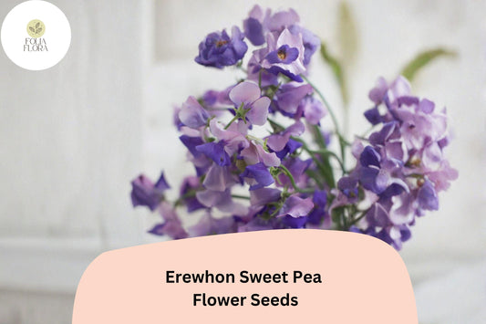 50+ Erewhon Sweet Pea Seeds | Soft Lavender Climbing Flowers for Trellis & Garden