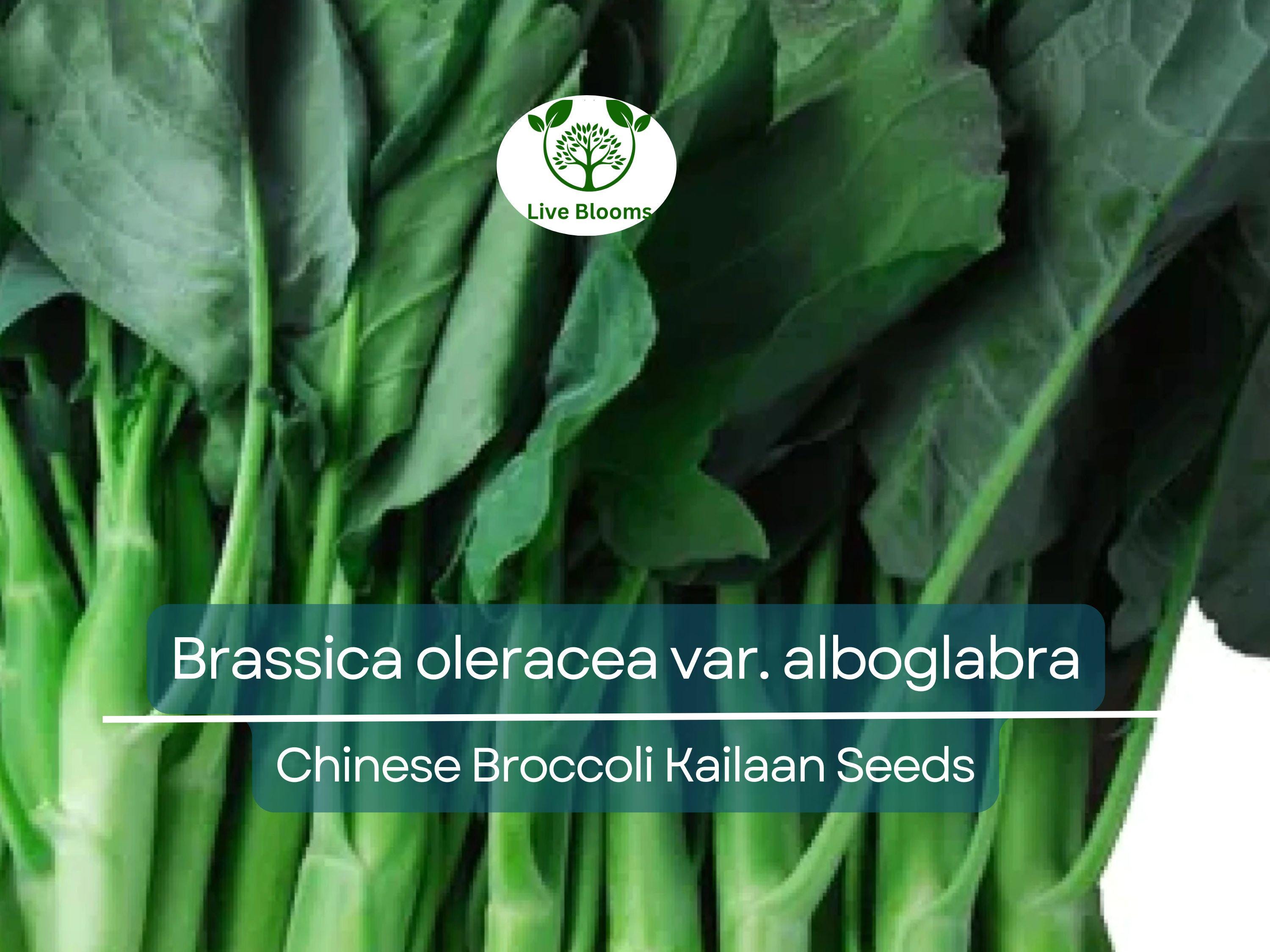150 Seeds Chinese Broccoli Kailaan - Brassica oleracea var. alboglabra | Open Pollinated Seeds for Planting & Culinary Use