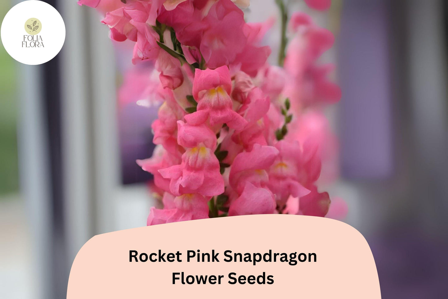 Antirrhinum majus Rocket Pink Snapdragon Seeds – 1000+ Vibrant Pink Blooms for Garden & Cut Flowers