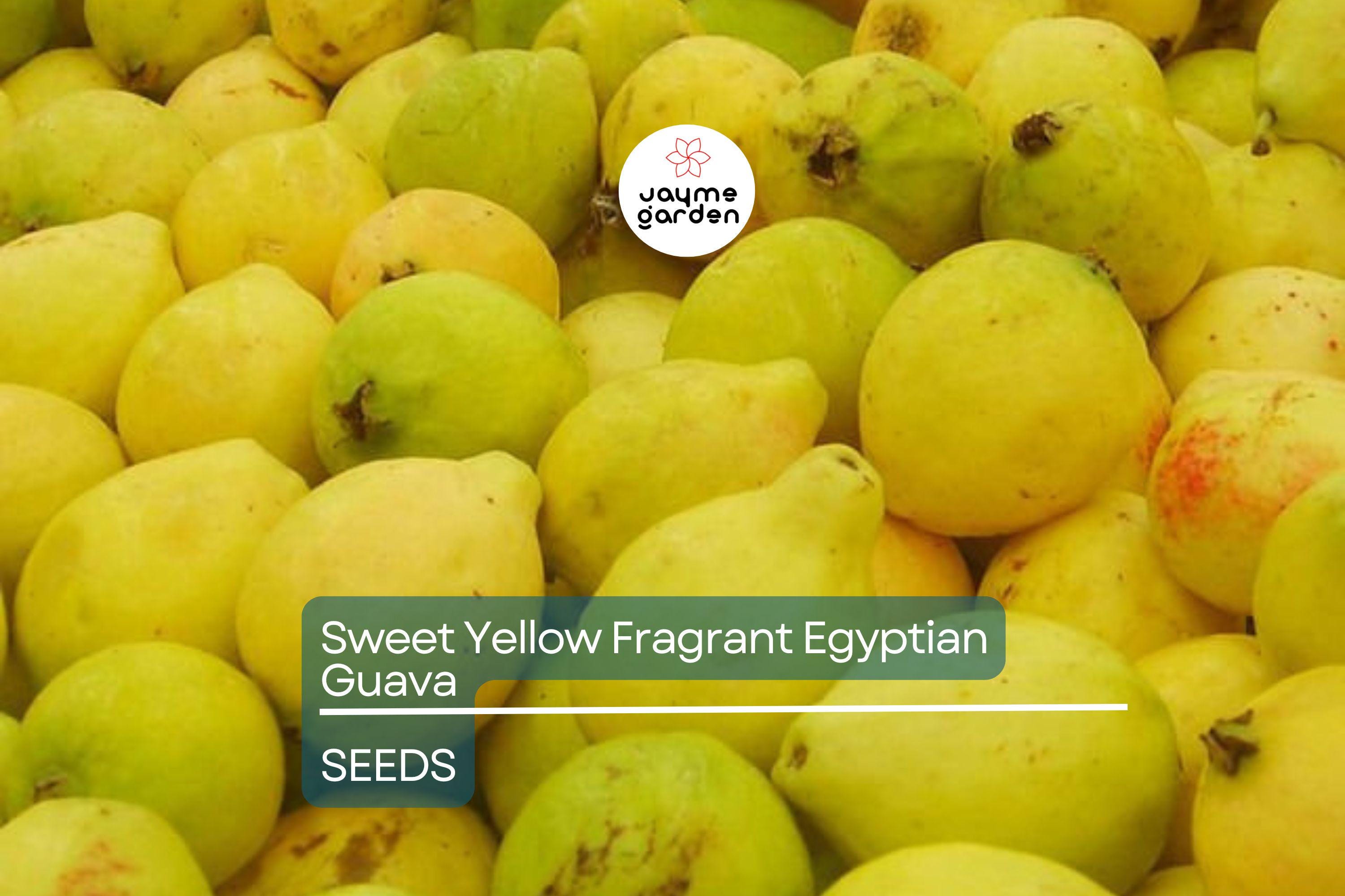 20 Sweet Yellow Egyptian Guava Seeds - Psidium Guajava - Fragrant Fruit Tree, Easy to Grow, Perfect for Tropical Gardens