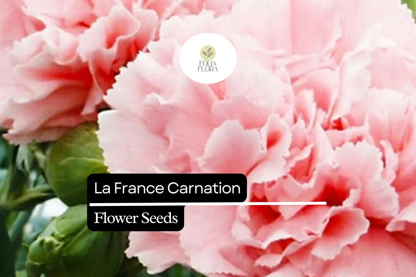 La France Carnation (Dianthus caryophyllus) – Elegant Pink Blooms with Classic Fragrance