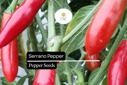 25 Serrano Pepper Seeds – Capsicum annuum – Heirloom, Spicy & Flavorful, High-Yielding