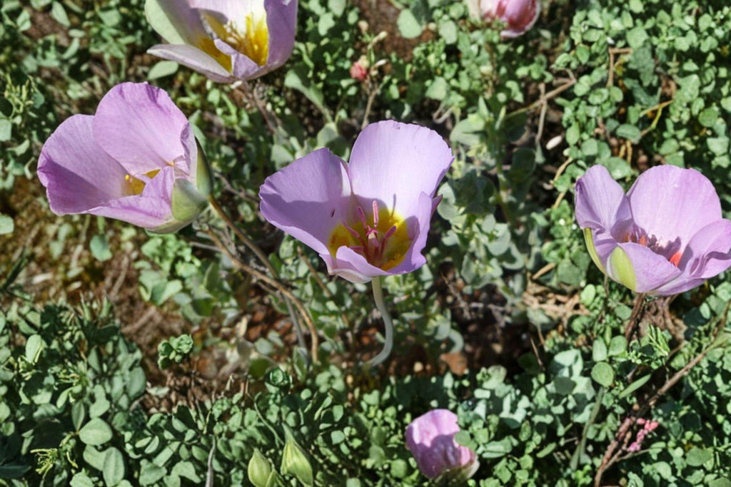 Calochortus flexuosus Winding Mariposa Lily / Straggling Mariposa Lily – 30 Seeds | Native Western Wildflower | Elegant Mariposa Lily
