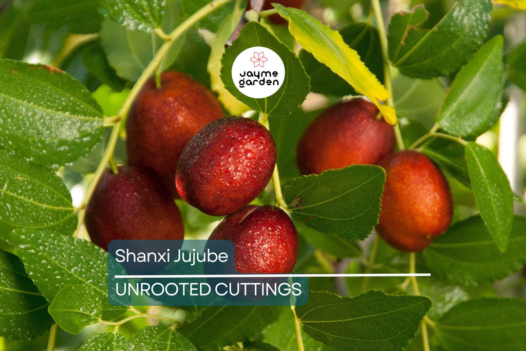 Shanxi Jujube Scion Cuttings | (2) 6-Inch Grafting Cuttings | Deciduous Fruit Tree for Zones 5+