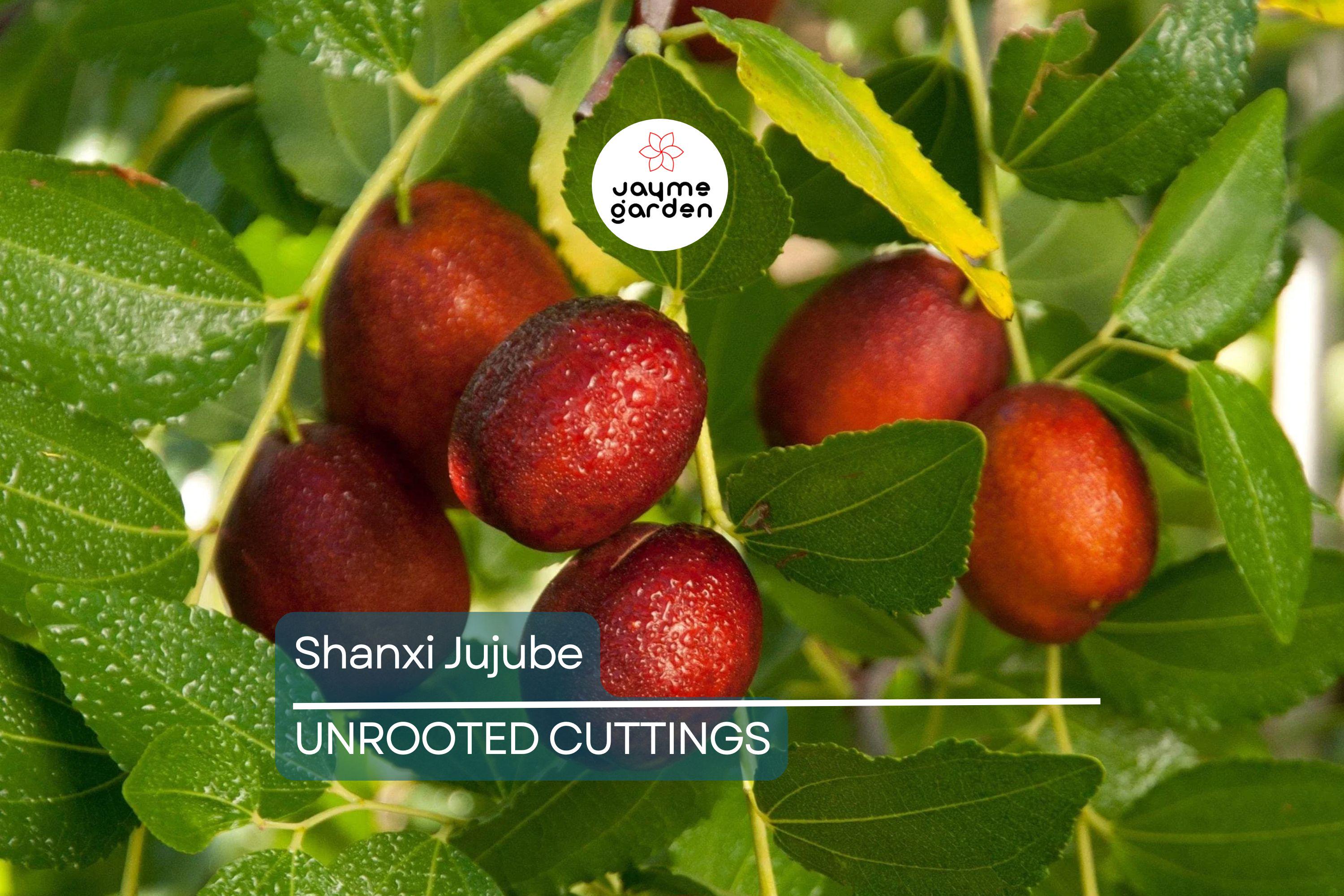 Shanxi Jujube Scion Cuttings | (2) 6-Inch Grafting Cuttings | Deciduous Fruit Tree for Zones 5+