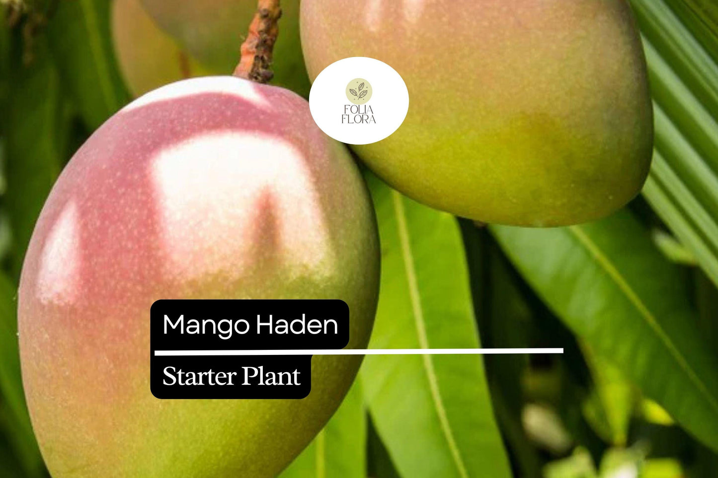 1 Starter Plant Mango Haden (Mangifera) Live Tropical Fruit Tree 12″-24″