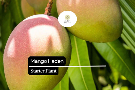 1 Starter Plant Mango Haden (Mangifera) Live Tropical Fruit Tree 12″-24″