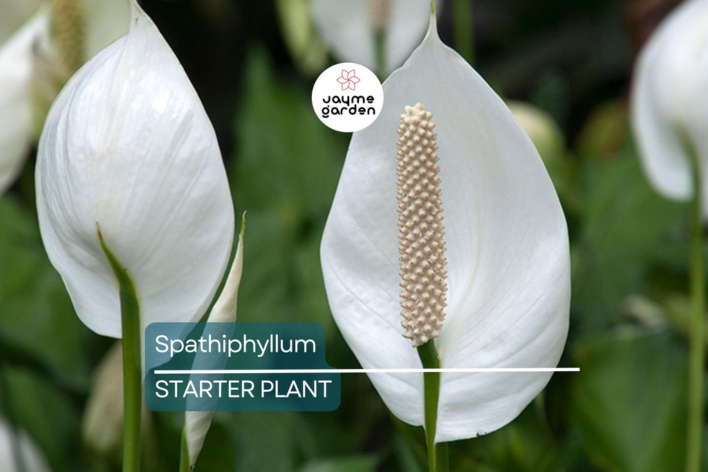 Peace Lily (Spathiphyllum) Live Plant | 10-12 Inches Tall | White Flowers | Indoor/Outdoor | Air Purifying | Low Light Houseplant