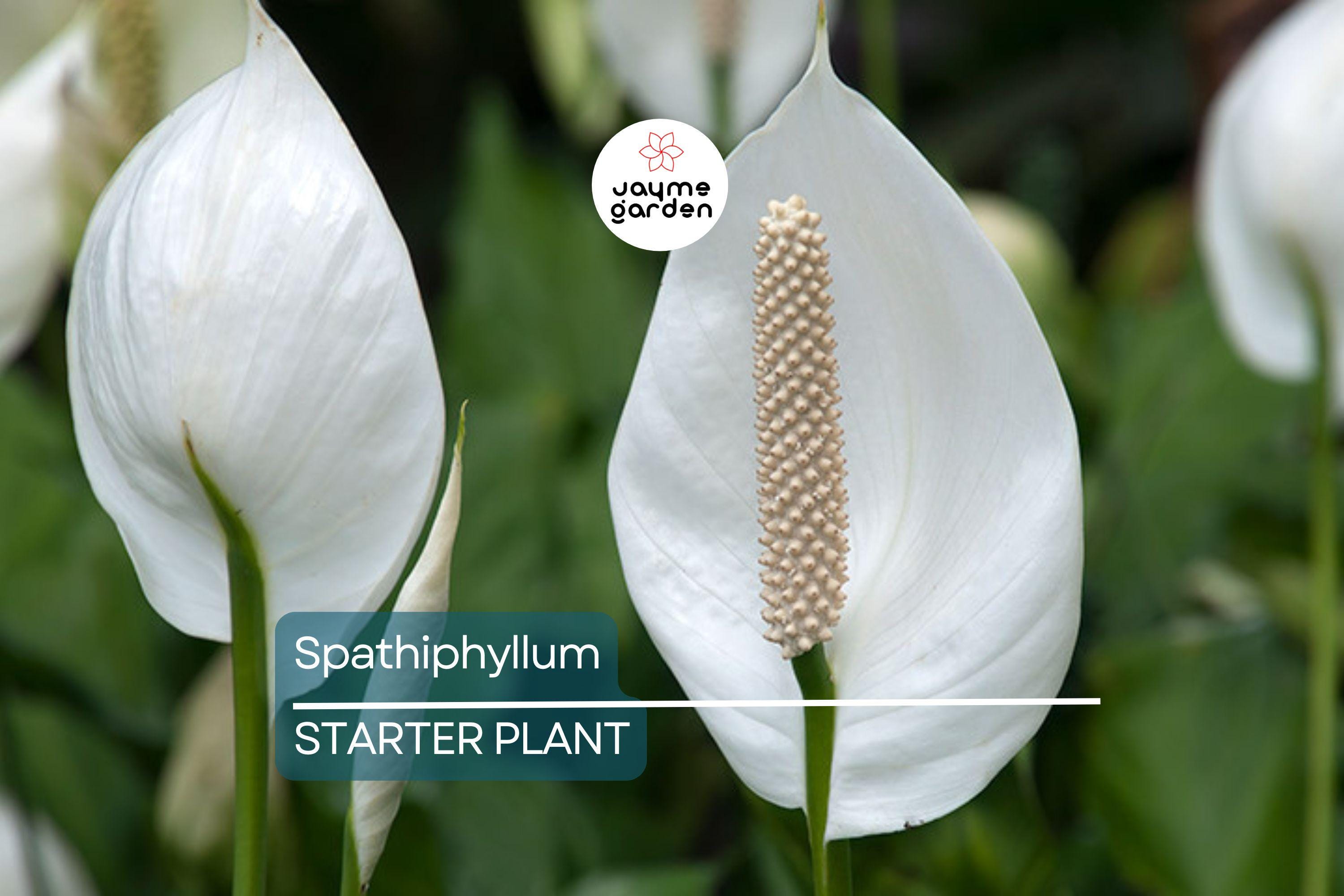 Peace Lily (Spathiphyllum) Live Plant | 10-12 Inches Tall | White Flowers | Indoor/Outdoor | Air Purifying | Low Light Houseplant