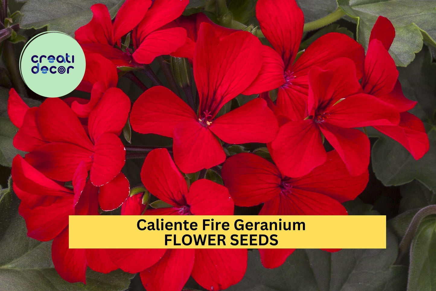 25+ Caliente Fire Geranium Seeds – Bold Red Blooms for Garden Planting, Heat-Tolerant Annual for Pots, Borders & Hanging Baskets – USA