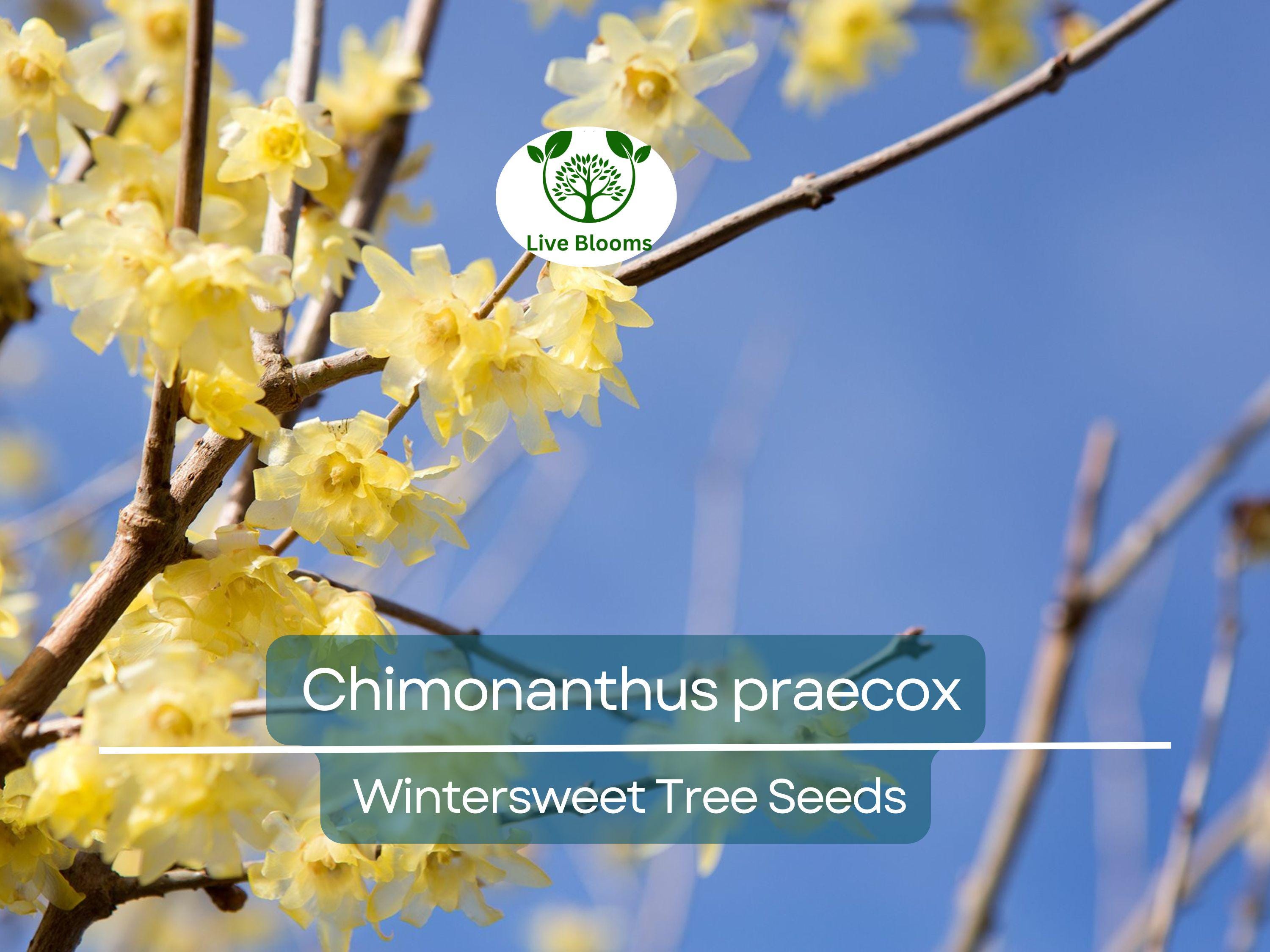 10 Seeds Chimonanthus Praecox Wintersweet Tree – Fragrant Winter Blooming Ornamental Plant for Planting and Landscaping