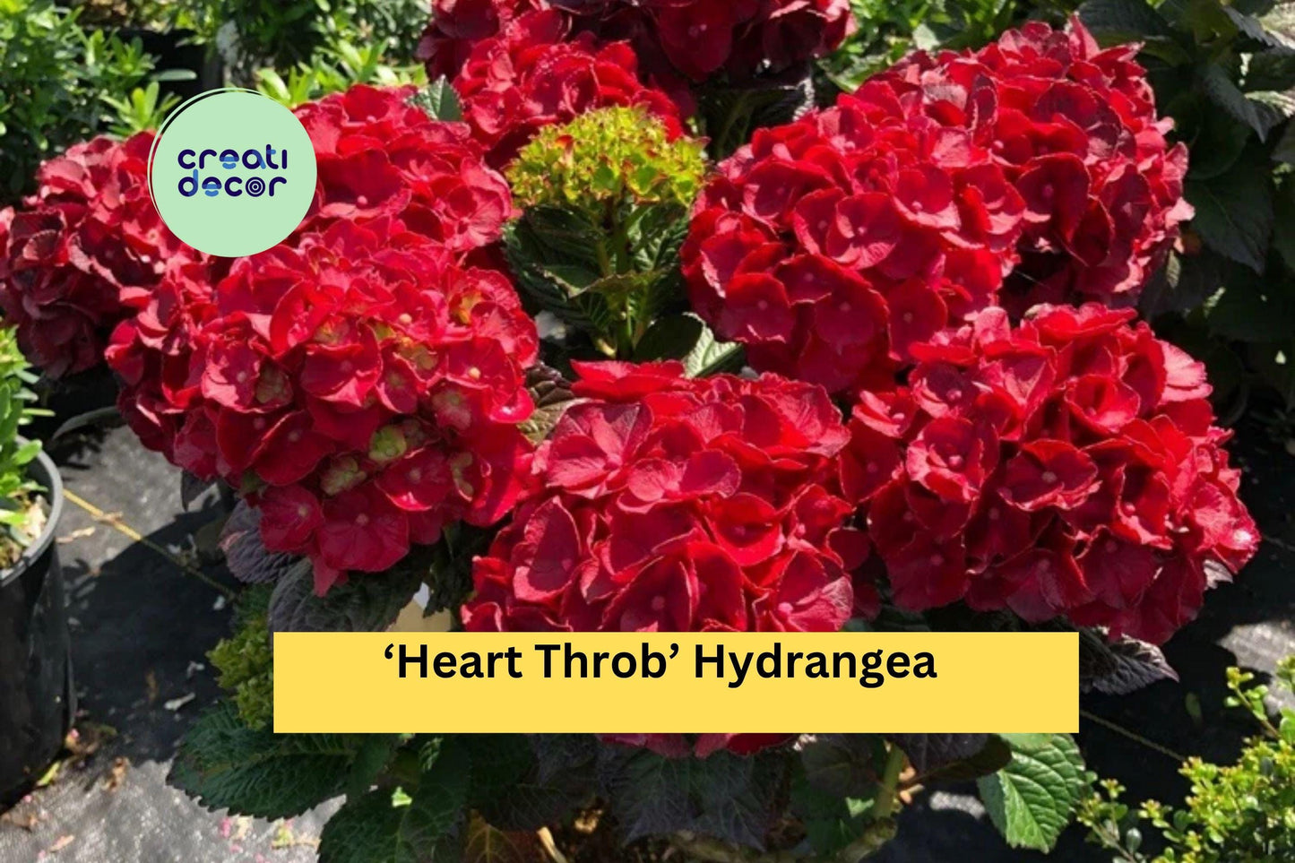 Heart Throb Hydrangea | Live Well Rooted Starter Plant | Ornamental Shrub with Red Blooms