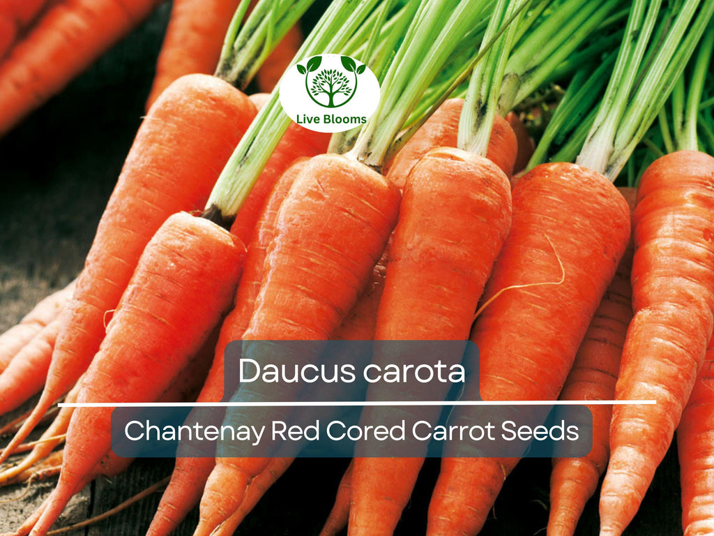 800 Seeds Chantenay Red Cored Carrot - Daucus carota | Heirloom Carrot for Planting, Gardening & Sweet, Crisp Root Harvest