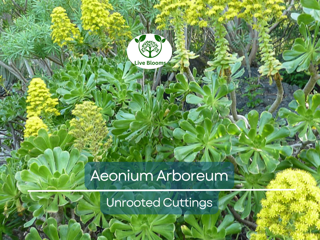2 Aeonium Arboreum Unrooted Cuttings (Aeonium Tree) 2-4" – Succulent for Grafting, Rooting, or Propagation