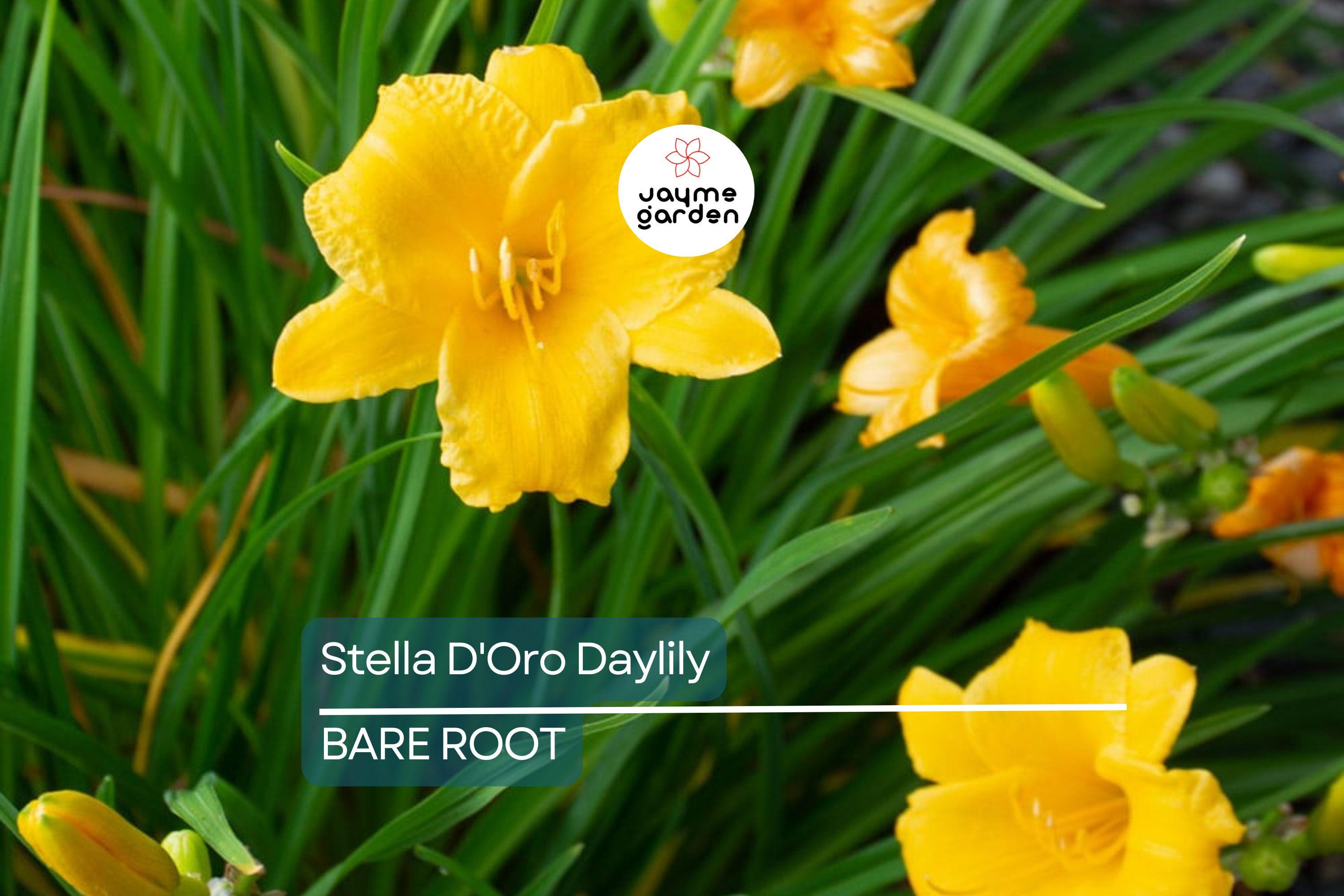 5 Stella D'Oro Daylily Bare Root Plants – Mini Border Lily, Cold Hardy Perennial, Everblooming, Bright Gold Flowers