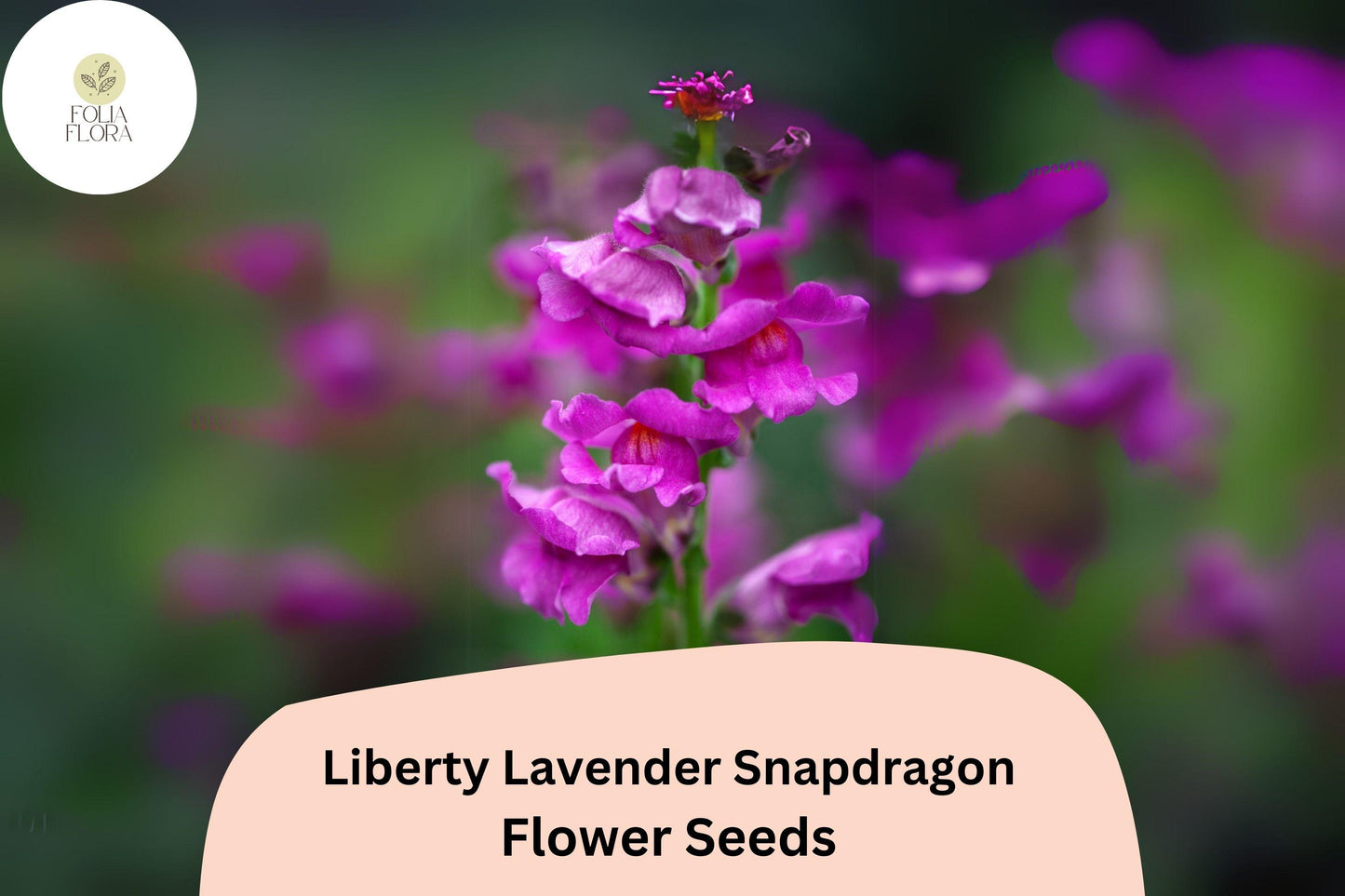 Antirrhinum majus Liberty Lavender Snapdragon Seeds – 1000+ Soft Purple Blooms for Garden & Cut Flowers