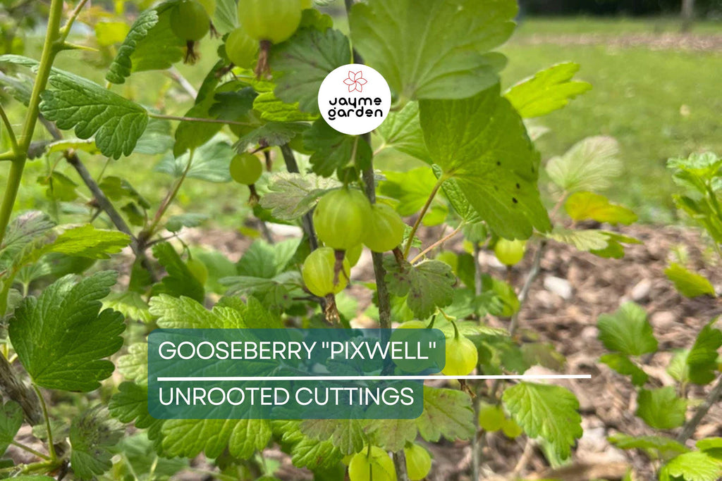 Gooseberry "Pixwell" - 6 Organic Hardwood Cuttings (Scion Wood) 6-9" - Easy Care, Tart Pink Berries, Ideal for Edible Landscaping