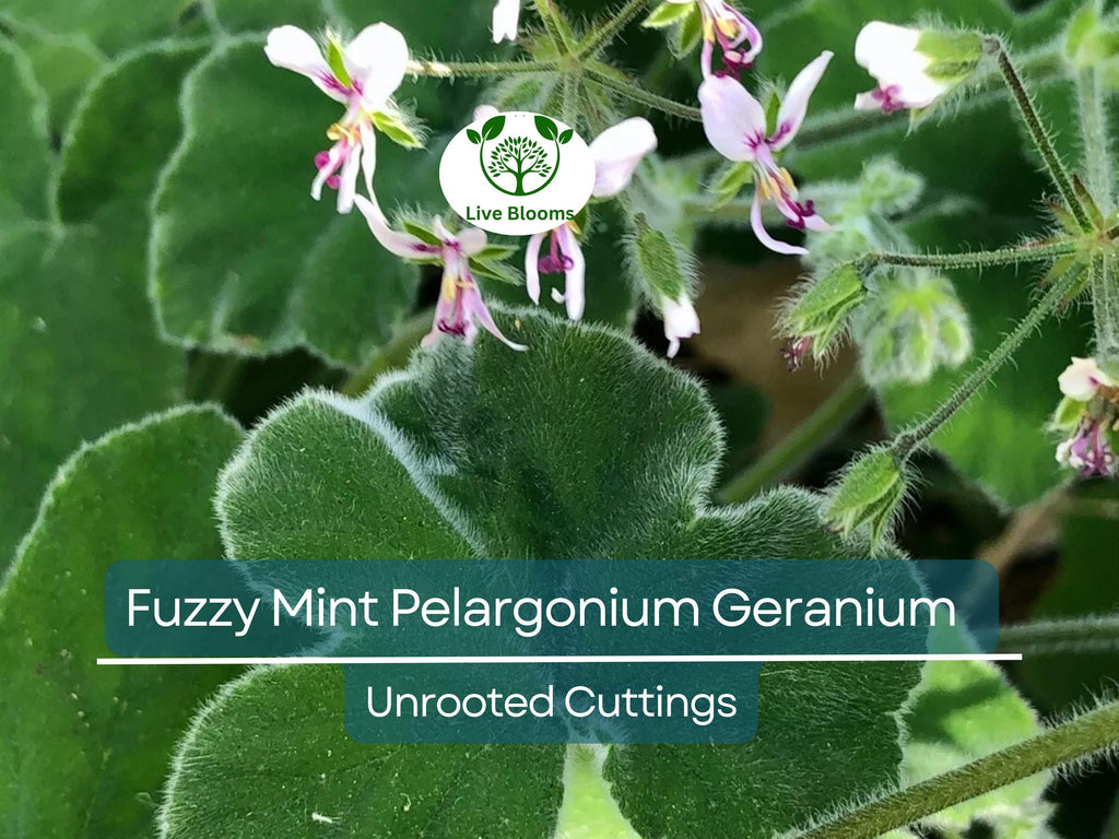 3 Rare Fuzzy Mint Scented Pelargonium Geranium Unrooted Cuttings 6" - Unique, Fragrant, Perfect for Planting & Propagation