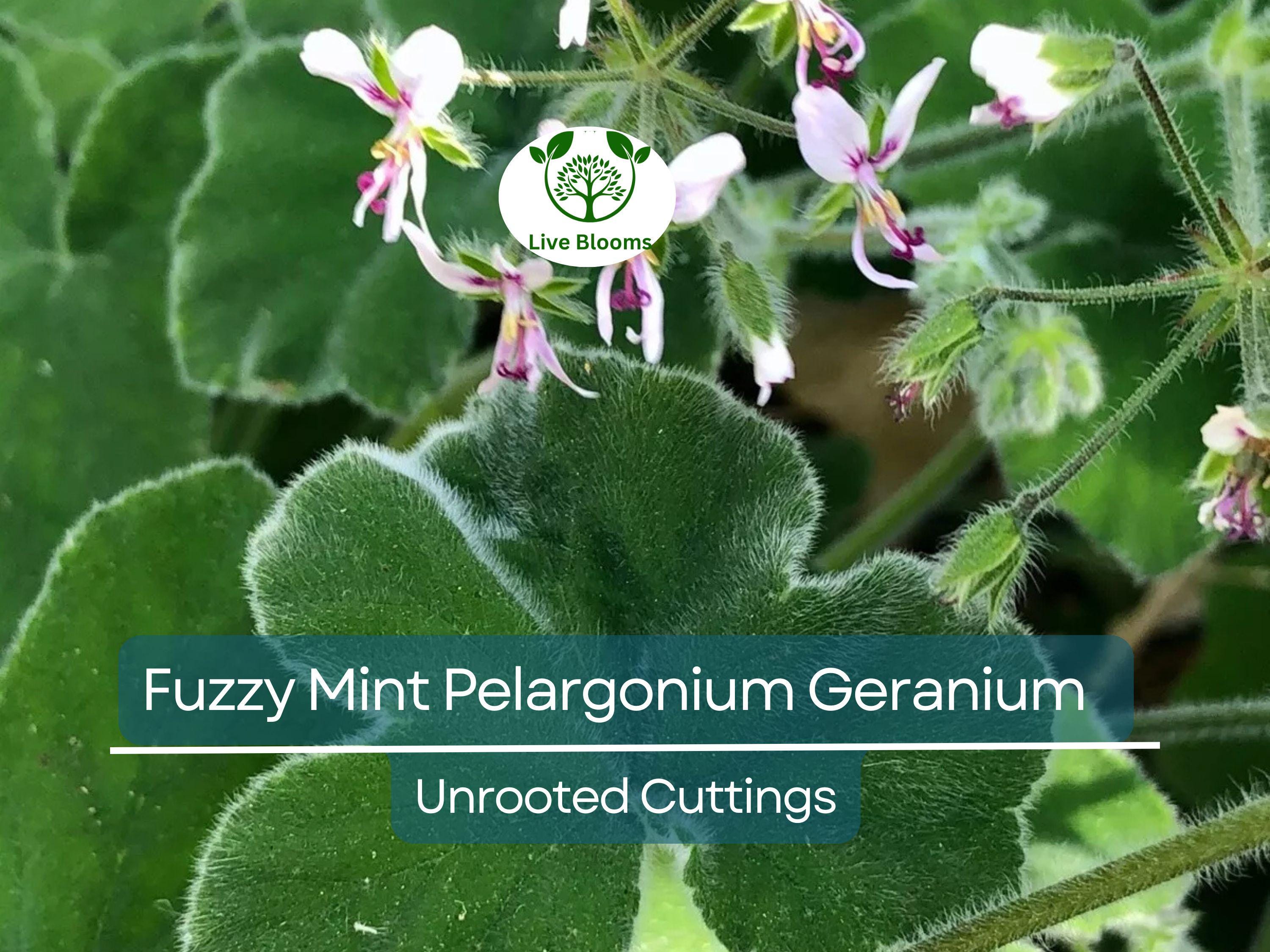 3 Rare Fuzzy Mint Scented Pelargonium Geranium Unrooted Cuttings 6" - Unique, Fragrant, Perfect for Planting & Propagation